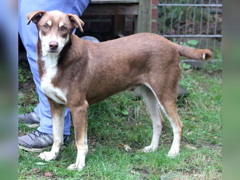 Nero – ein freundlicher Herzenshund wartet in 31636 Linsburg (Lkr. Nienburg/Weser)