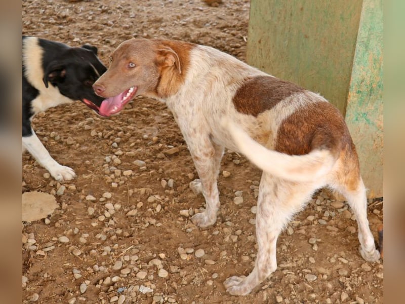 Der bildschöne Taavi ist ein Laufhund
