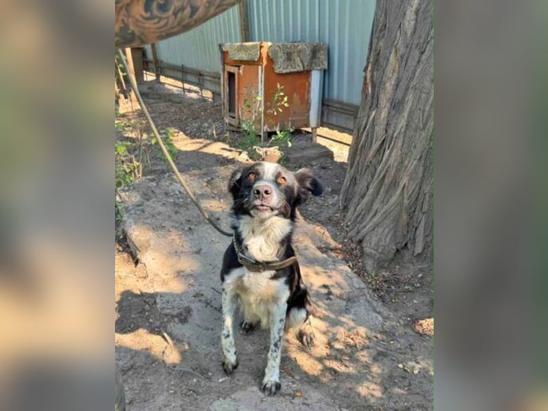 Victor ist ein ukrainischer Straßenhund:  mutig, clever und selbstbewußt