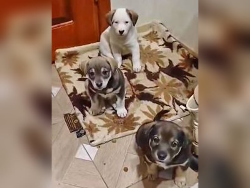 Welpe Mia geb. 09/2025 kann im Januar ausreisen