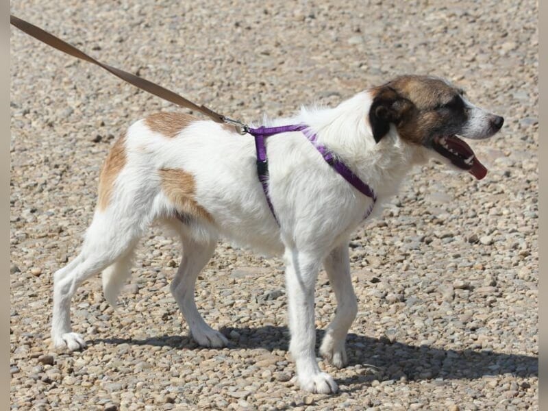 Willow eignet sich gut als Familienhund