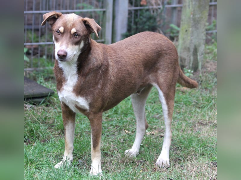 Nero – ein freundlicher Herzenshund wartet in 31636 Linsburg (Lkr. Nienburg/Weser)