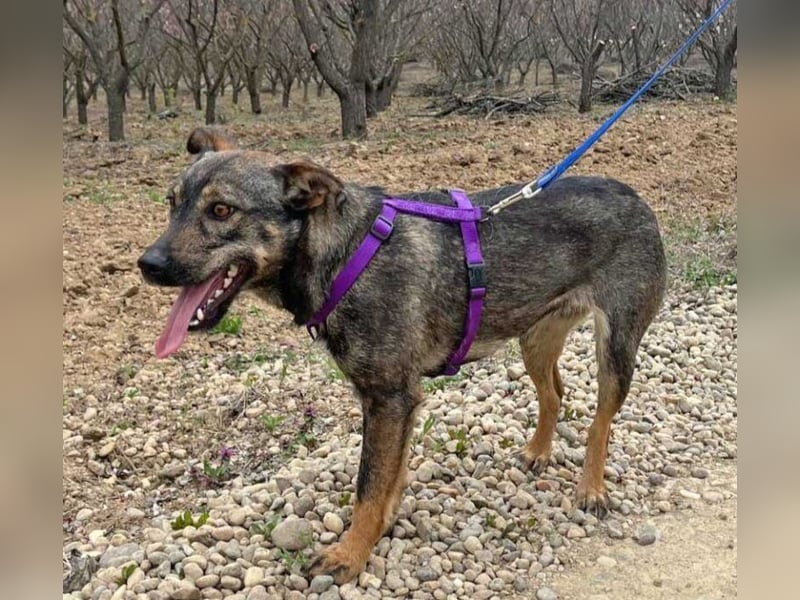 Bibi 45cm geb. 12/2024 sucht ein liebevolles Zuhause