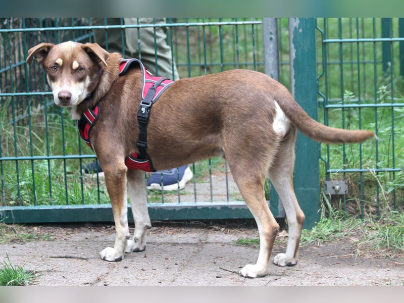 Nero – ein freundlicher Herzenshund wartet in 31636 Linsburg (Lkr. Nienburg/Weser)