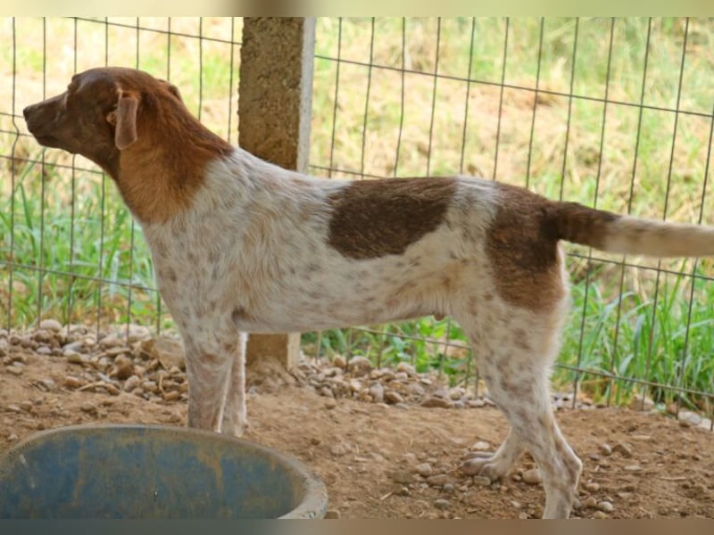 Der bildschöne Taavi ist ein Laufhund