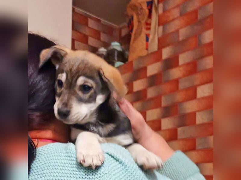 Welpe Mia geb. 09/2025 kann im Januar ausreisen