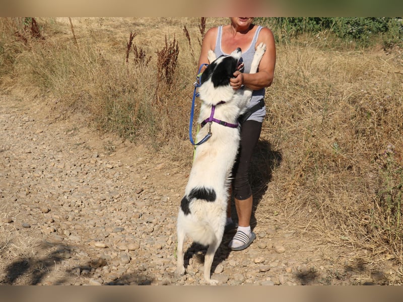 Riven 50cm geb. 06/2024 sucht seine Menschen fürs Leben