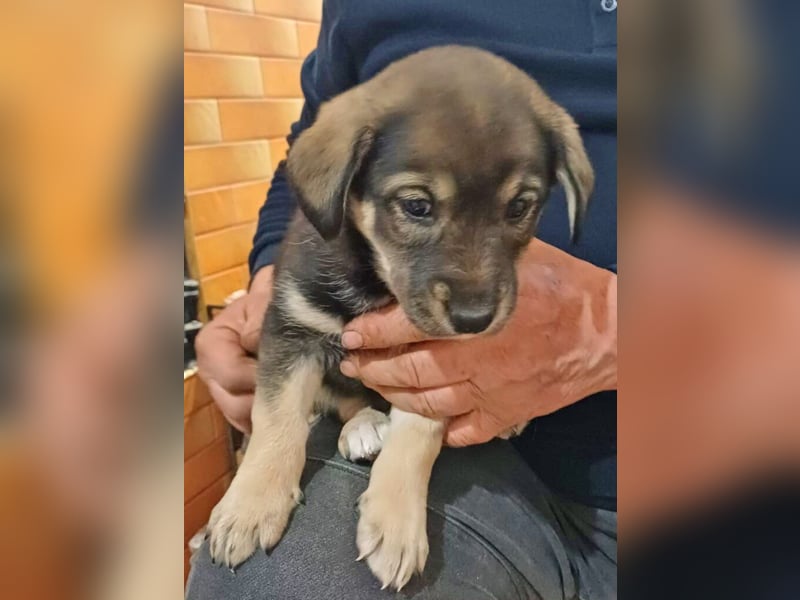 Welpe Mia geb. 09/2025 kann im Januar ausreisen