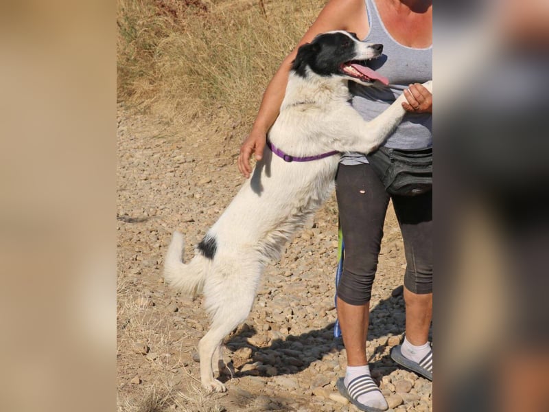 Riven 50cm geb. 06/2024 sucht seine Menschen fürs Leben