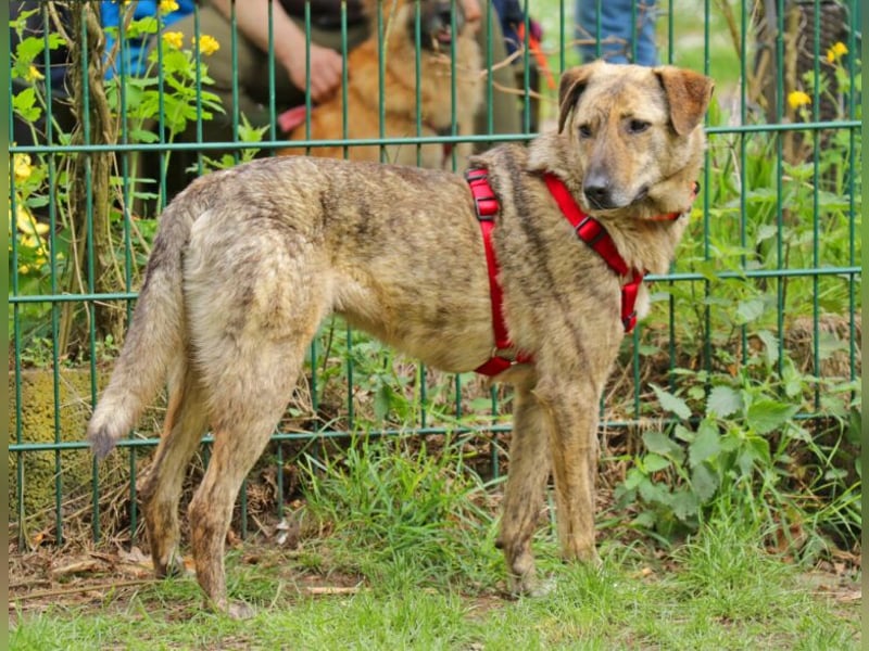 Gambit 55cm geb. 07/2024 sucht ein ruhiges Zuhause bei einfühlsamen Menschen