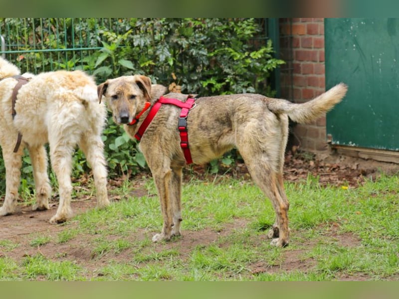 Gambit 55cm geb. 07/2024 sucht ein ruhiges Zuhause bei einfühlsamen Menschen