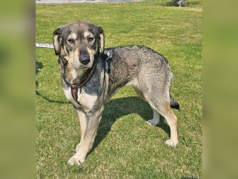 Alice 50cm geb. 04/2024 ist eine tolle Familienhündin