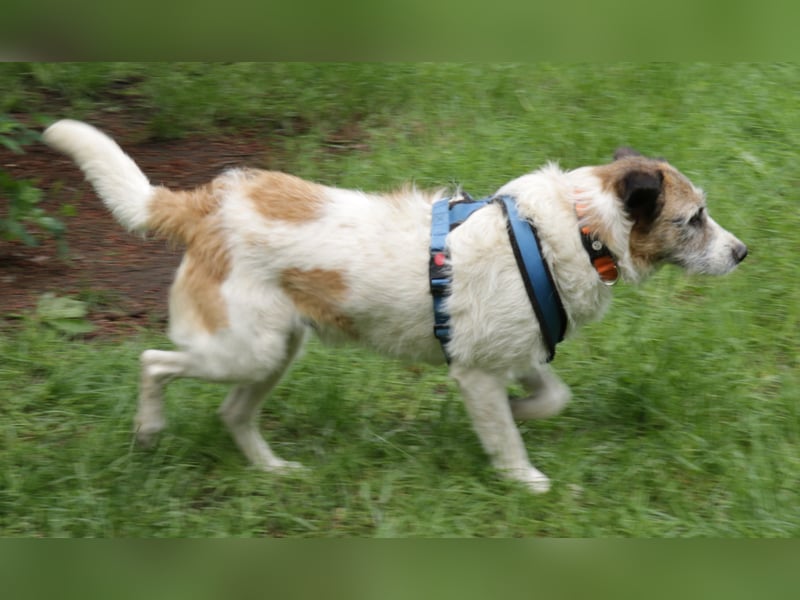Willow 48cm geb. 07/2023 ist ein fröhlicher Familienhund