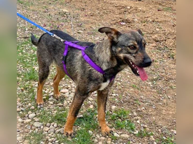 Bibi 45cm geb. 12/2024 sucht ein liebevolles Zuhause