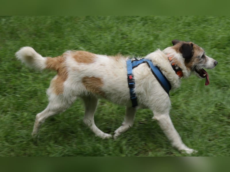 Willow 48cm geb. 07/2023 ist ein fröhlicher Familienhund