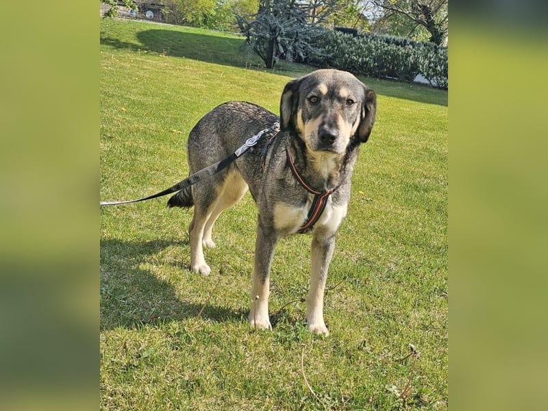 Alice 50cm geb. 04/2024 ist eine tolle Familienhündin