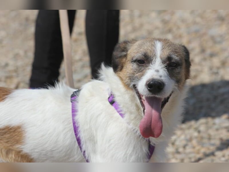 Willow eignet sich gut als Familienhund