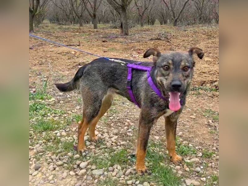 Bibi 45cm geb. 12/2024 sucht ein liebevolles Zuhause