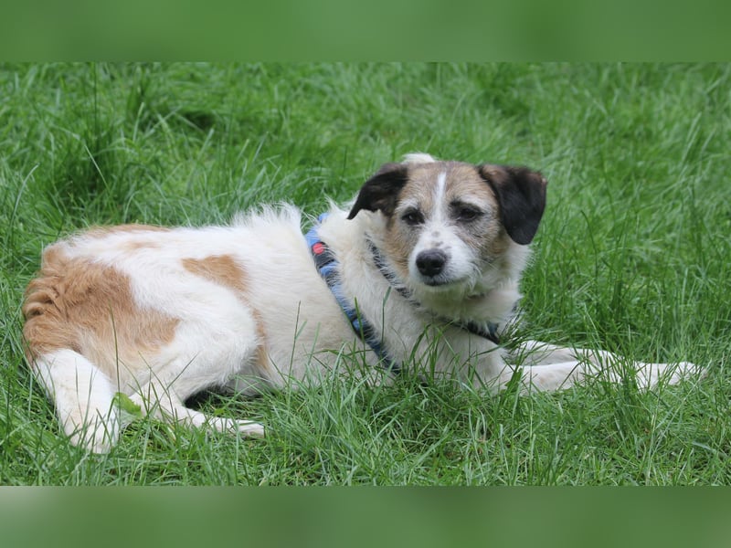 Willow 48cm geb. 07/2023 ist ein fröhlicher Familienhund