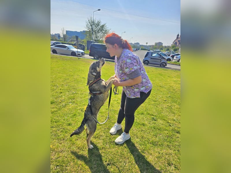 Alice 50cm geb. 04/2024 ist eine tolle Familienhündin