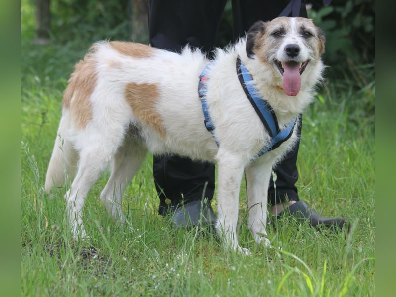 Willow 48cm geb. 07/2023 ist ein fröhlicher Familienhund
