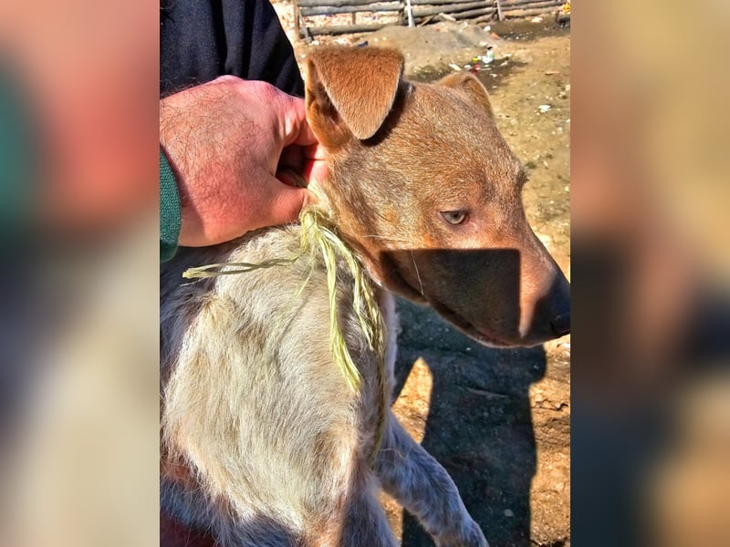Der bildschöne Taavi ist ein Laufhund