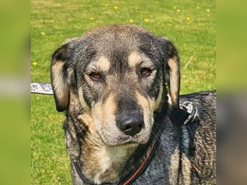 Alice 50cm geb. 04/2024 ist eine tolle Familienhündin