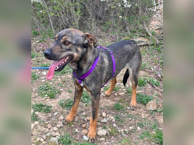 Bibi 45cm geb. 12/2024 sucht ein liebevolles Zuhause