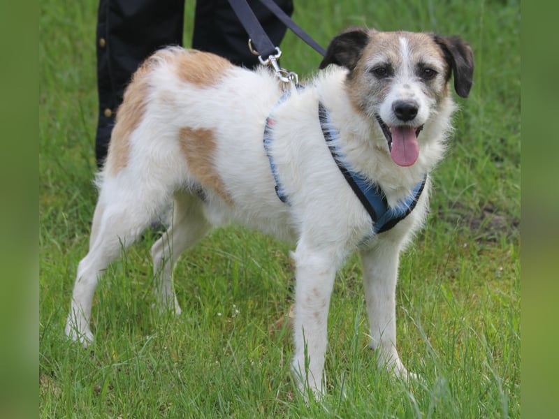 Willow 48cm geb. 07/2023 ist ein fröhlicher Familienhund