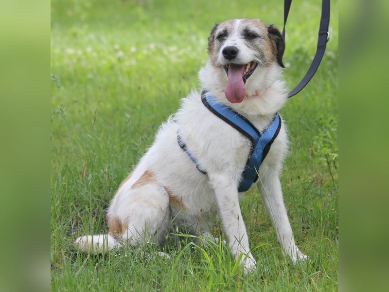 Willow 48cm geb. 07/2023 ist ein fröhlicher Familienhund