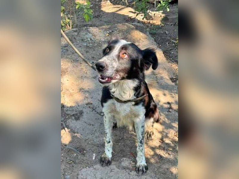 Victor ist ein ukrainischer Straßenhund:  mutig, clever und selbstbewußt