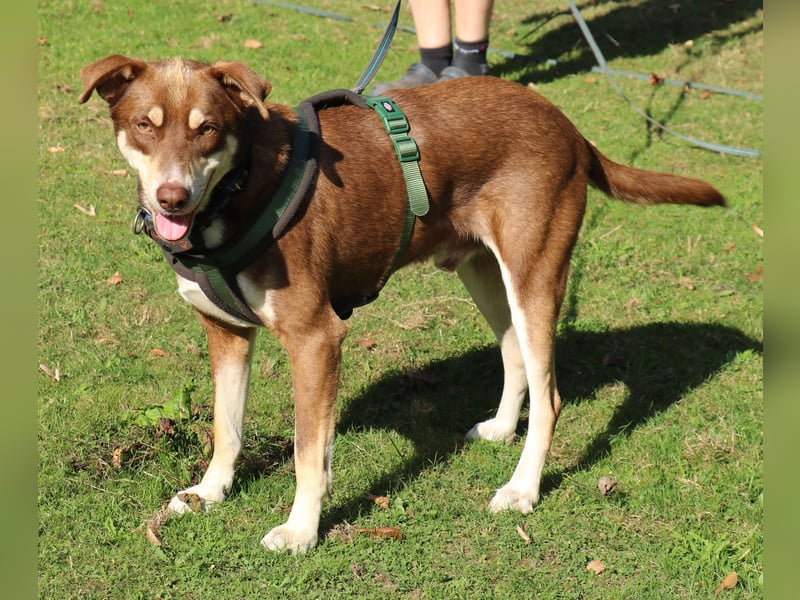 Nero – ein freundlicher Herzenshund wartet in 31636 Linsburg (Lkr. Nienburg/Weser)