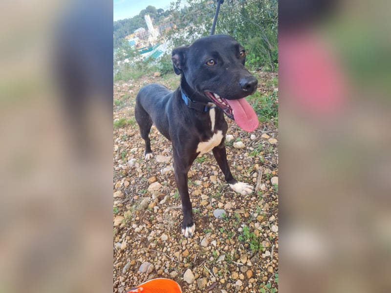 REVINA - neugierige Junghündin