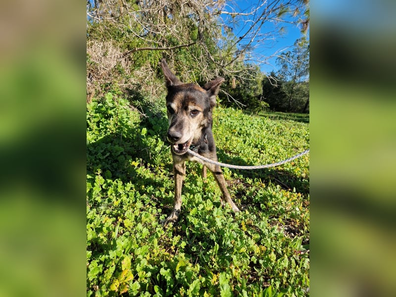 MONTI älterer Goldschatz