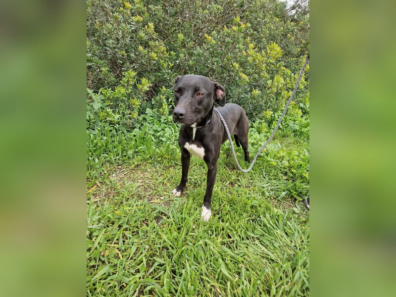 REVINA - neugierige Junghündin