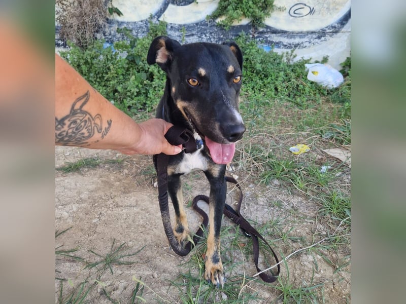 PITO ist ein super Anfängerhund