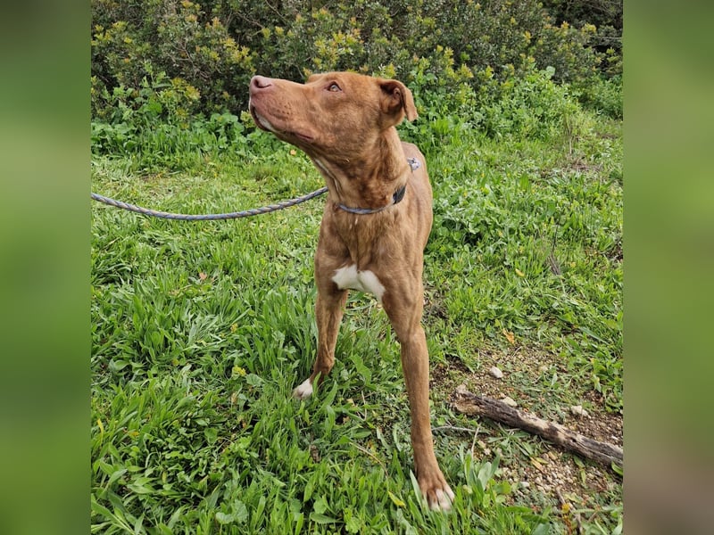 JACEY - zurückhaltender Junghund