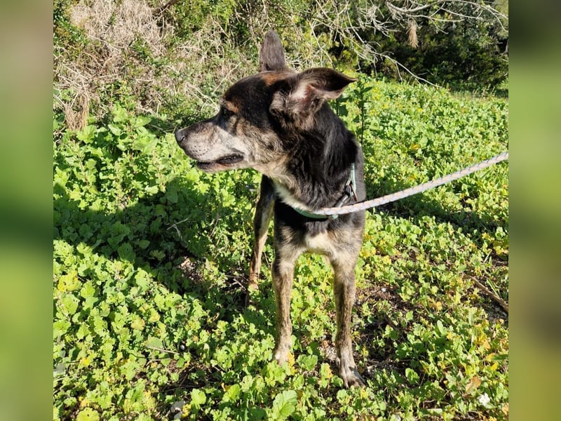 MONTI älterer Goldschatz