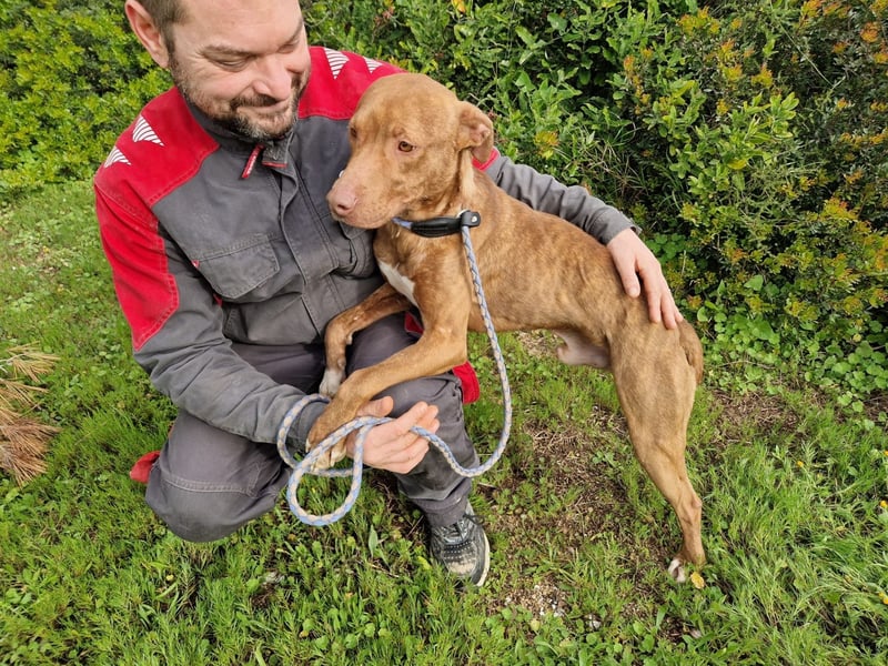 JACEY - zurückhaltender Junghund