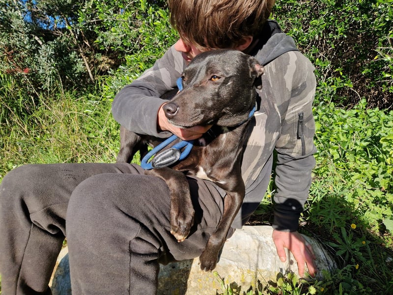 VIANE - schüchterne Junghündin