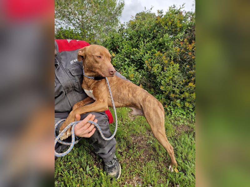 JACEY - zurückhaltender Junghund