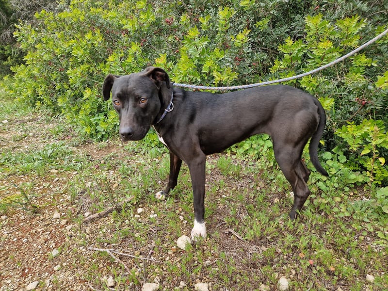 REVINA - neugierige Junghündin