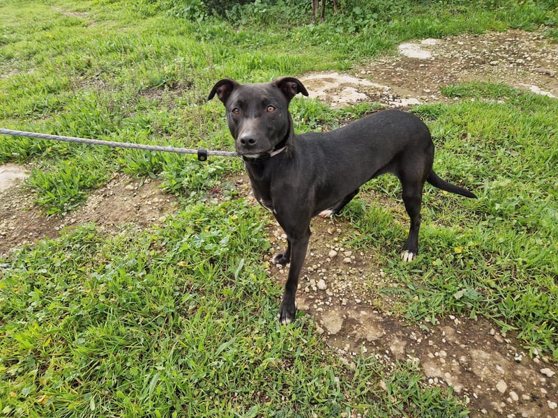 REVINA - neugierige Junghündin