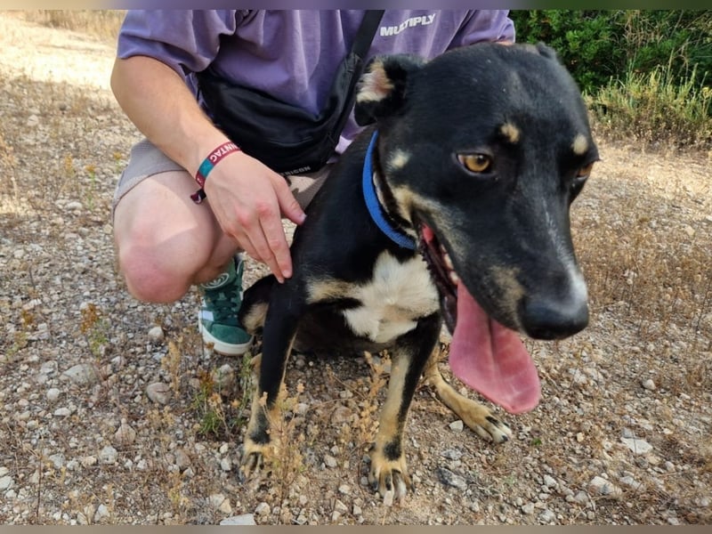PITO super Anfängerhund