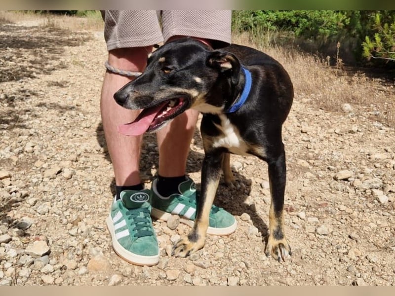 PITO super Anfängerhund