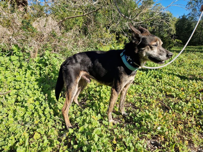 MONTI älterer Goldschatz