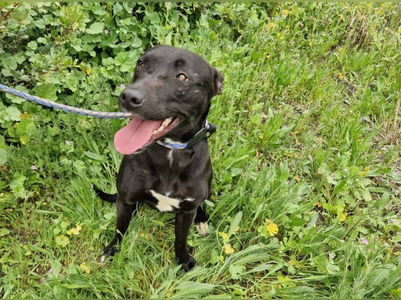 VIANE - schüchterne Junghündin