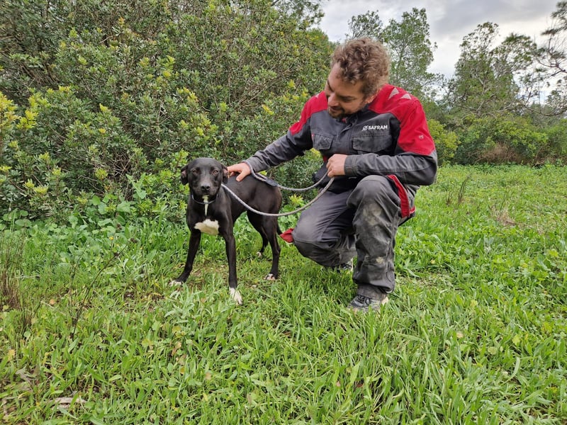 REVINA - neugierige Junghündin