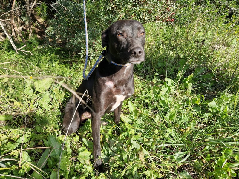 VIANE - schüchterne Junghündin