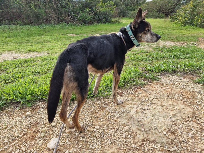 MONTI älterer Goldschatz